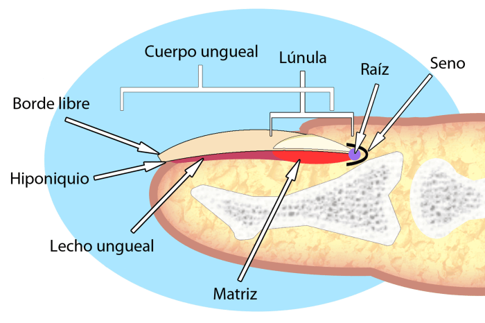 Parte de la uña natural