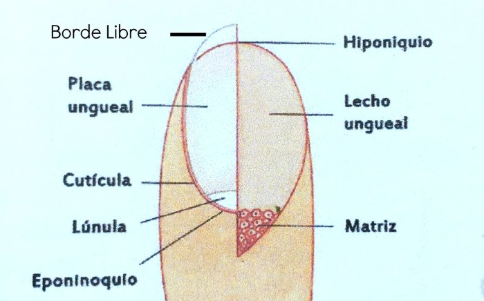 Parte de la uña natural