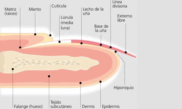 Parte de la uña natural