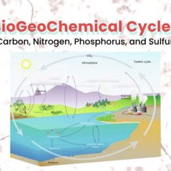 Biogeochemical cycles webquest answer key