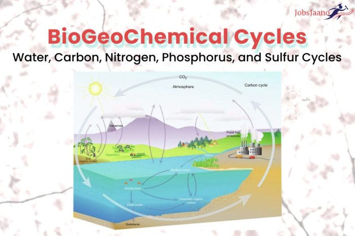 Biogeochemical cycles webquest answer key