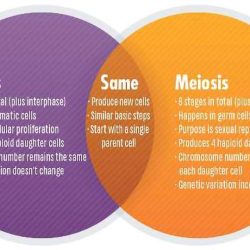 Meiosis and sexual reproduction answer key