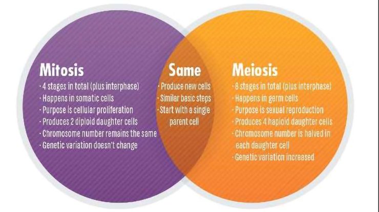 Meiosis and sexual reproduction answer key