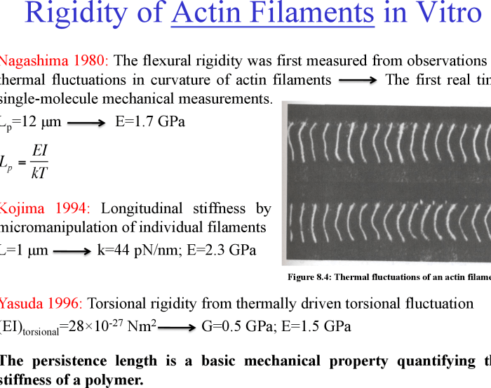 Mechanics of motor proteins and the cytoskeleton