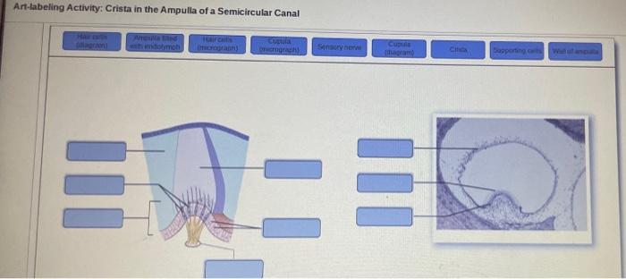 Art-labeling activity: crista in the ampulla of a semicircular canal