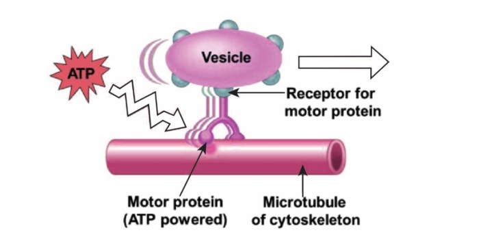 Mechanics of motor proteins and the cytoskeleton